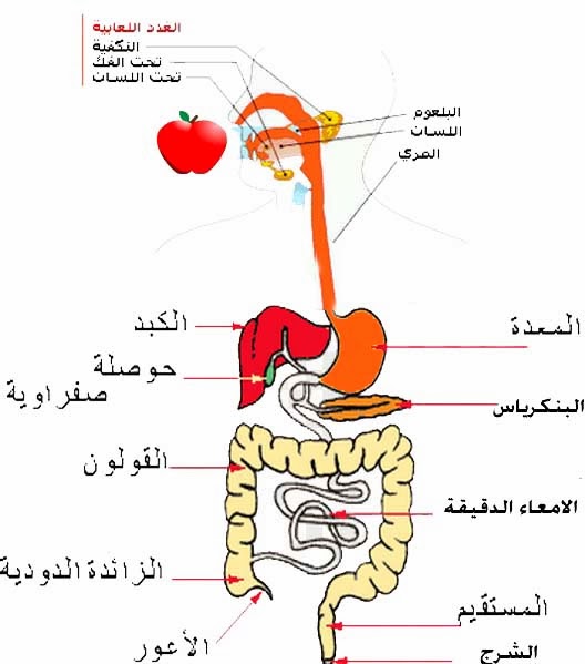 رائع شرح جسم الإنسان للطفل الهيكل العظمى و القفص الصدرى و المخ و