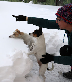 Puppies look out over the snow from ground level