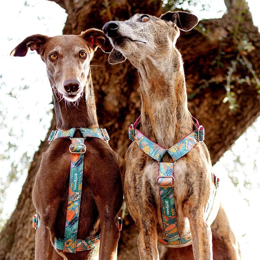 two-greyhounds