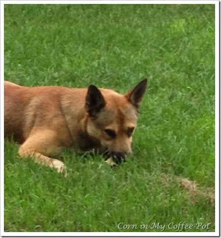 Buster 1 yr