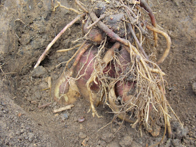 La récolte de poire de terre