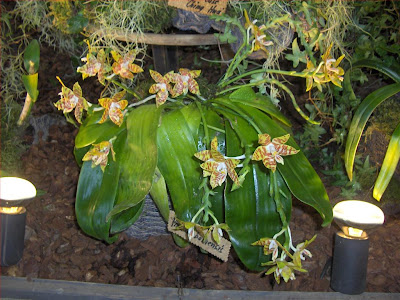 Phalaenopsis amboinensis, orchidea specie botanica, gruppo di piante fiorite