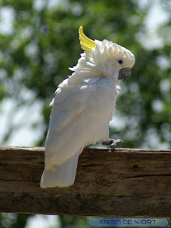 Cacatua galerita - Cacatoès à huppe jaune