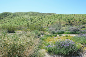 anza-borrego state park, desert, super bloom, desert bloom, san diego