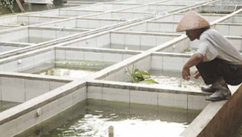 Budidaya Ikan Patin Di Kolam Beton