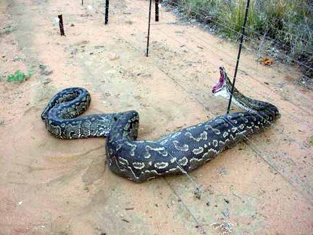 World Of Wallpapers: World Biggest Snake