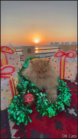 Christmas Cat GIF • Fluffy and grumpy Persian cat is a funny Mr Grinch [ok-cats.com]