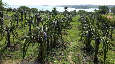 Kebun Buah Naga di Pantai Zore