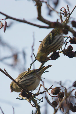 Syske - Sijs - Spinus spinus