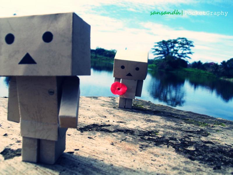 Free Download Wallpaper Danbo Terbaru