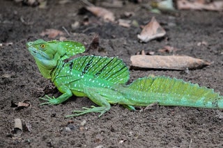 About the Basilisk, a lizard that is good at running on water