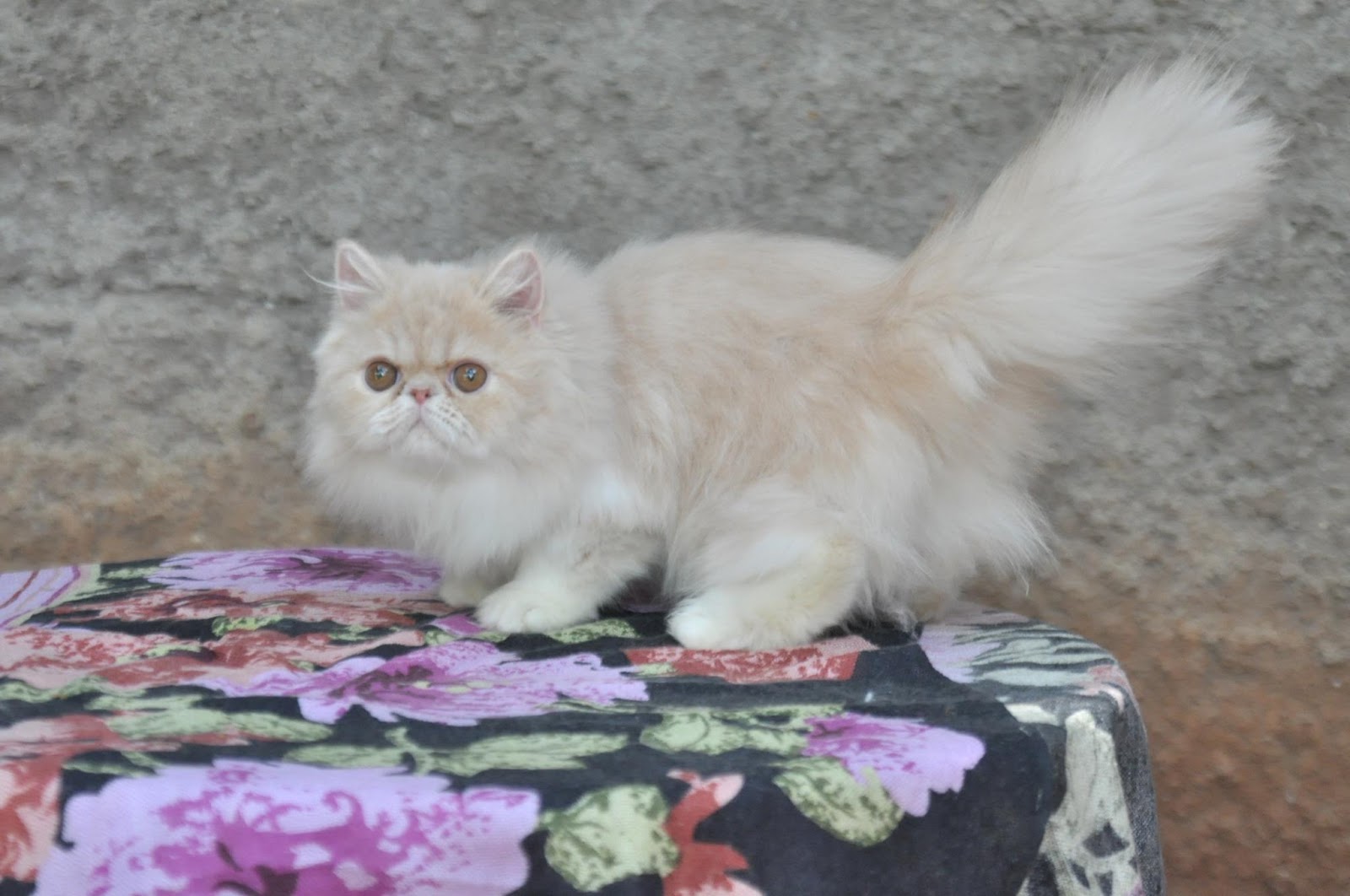 9 Cara Efektif Melebatkan Bulu Kucing Persia Dan Bulu Indah
