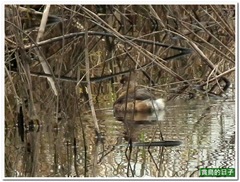 20101221_123725_020_CityForest