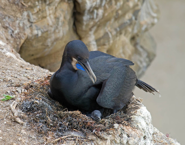 Brandt's Cormorant and chick