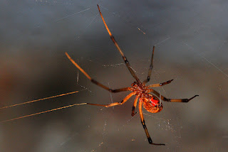 Black widow spiders, deadly, Arachnida, Fatal,images, pictures, wallpapers