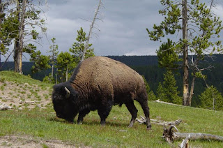 Bos bison (Linnaeus)