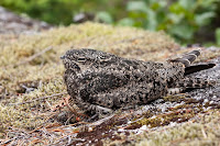 Common nighthawk at rest, BC, Canada © Gavin Keefe Schaefer 