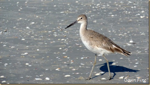 Sanibel Shell and birds_076