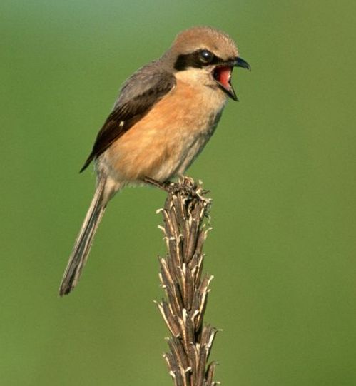 Tiny Bird