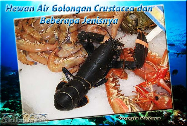 Hewan Air Golongan Crustacea dan Beberapa Jenisnya