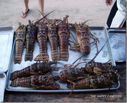 lobster 013