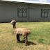 Alpacas at Kensington Prairie Farm - Langley