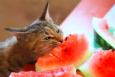 Can Cats Have Watermelon