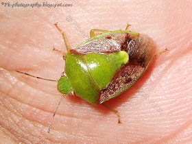 Green Stink Bug