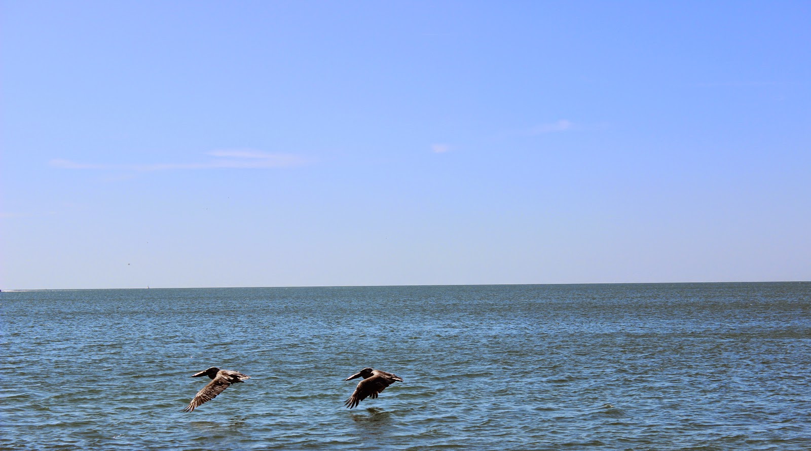 pelicans flying over St. Pete Beach, FL