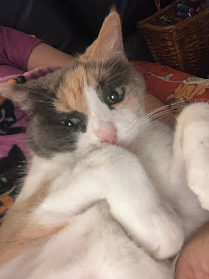 calico cat on blanket