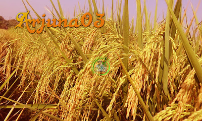 FOTO 1 : Padi Arjuna03 di sawah Admin