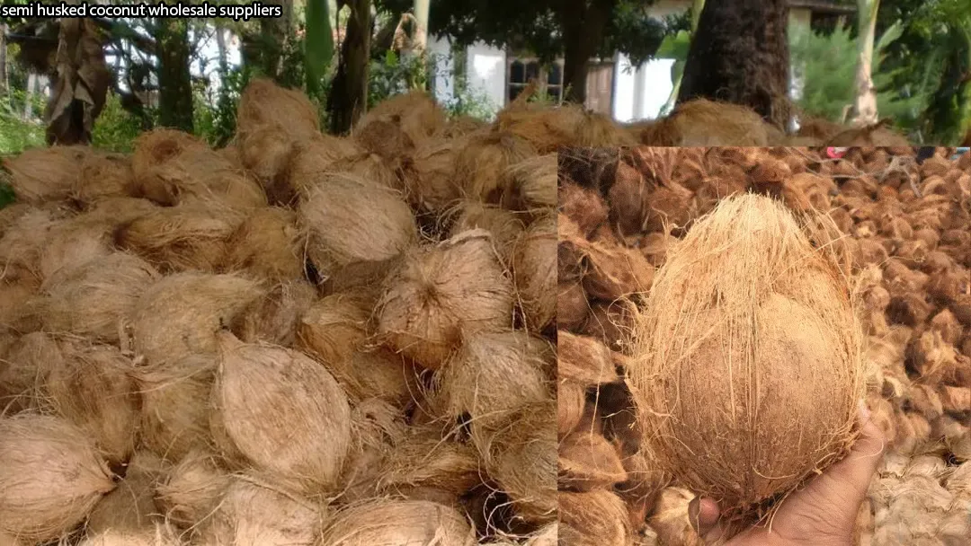 semi husked coconut wholesale suppliers