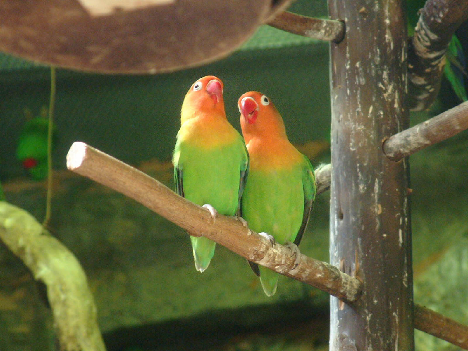 Love Birds Desktop