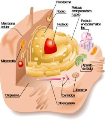 diferencia entre celula animal y celula. animal Diferencia
