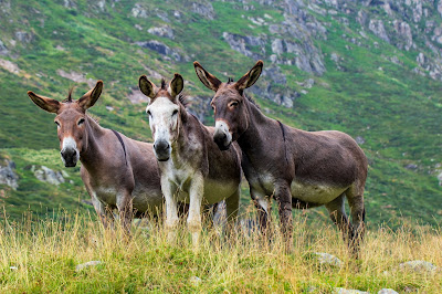 Donkeys (or are they mules!?) eye us suspiciously.