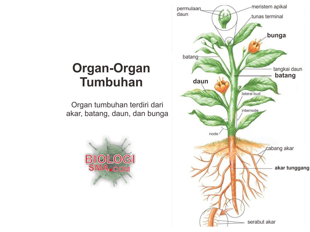  Organ  Tumbuhan  Akar Batang Daun Dunia Biologi