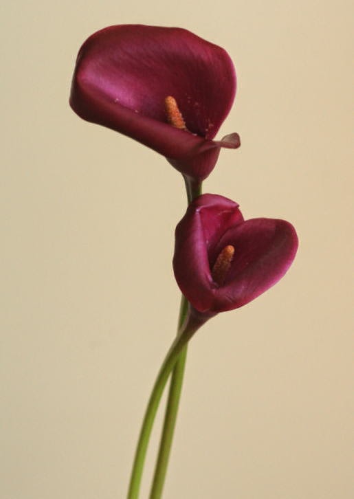 自分が使った花材事典 カラー ワインレッド 新 花の情報局のblog