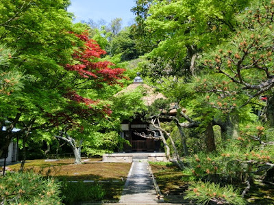 長壽寺の新緑