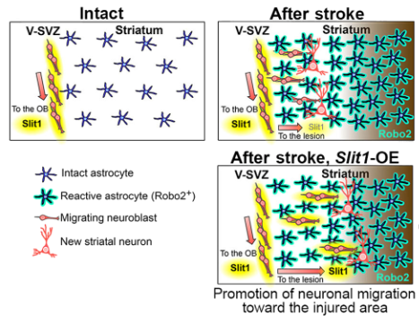 図：slit Robo 神経芽細胞の移動