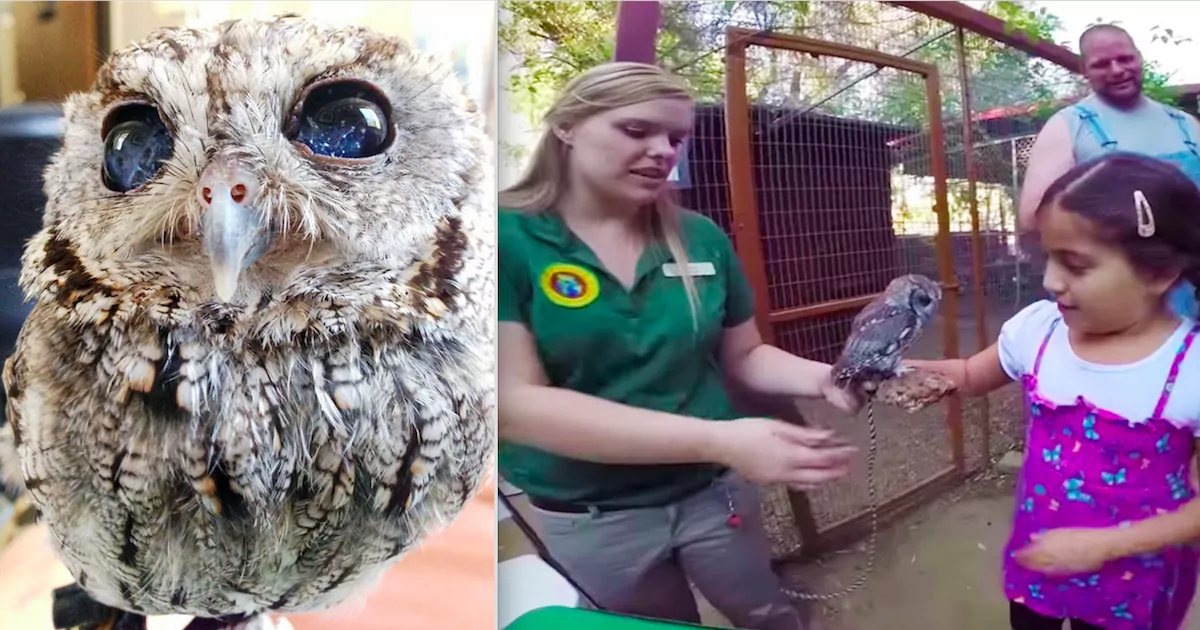 Meet Zeus, The Blind Little Owl With Galaxies In His Eyes Who Is Rescued And Now Lives At The Wildlife Learning Center In San Fernando Valley, California