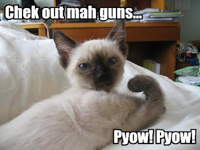 funny pictures of cats with guns. funny pictures of cats with