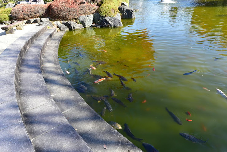 日本庭園内の池に沢山の大きな鯉が泳いでいる