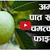 अम्बाका पात सेवन गर्नुका चमत्कारिक फाइदाहरु...भिडियो हेर्नुस