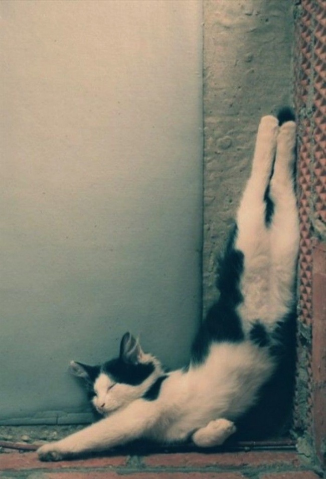 30 cats who have grasped the art of sleep fu