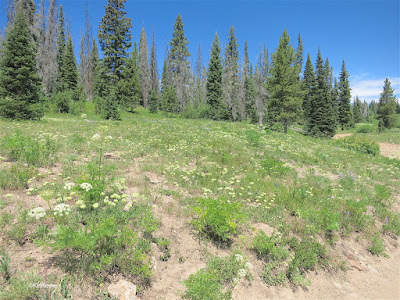 wildflowers near Rabbit Ears Pass