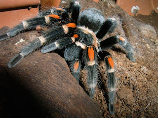 tarantula mexican red kneed wallpaper pets animal