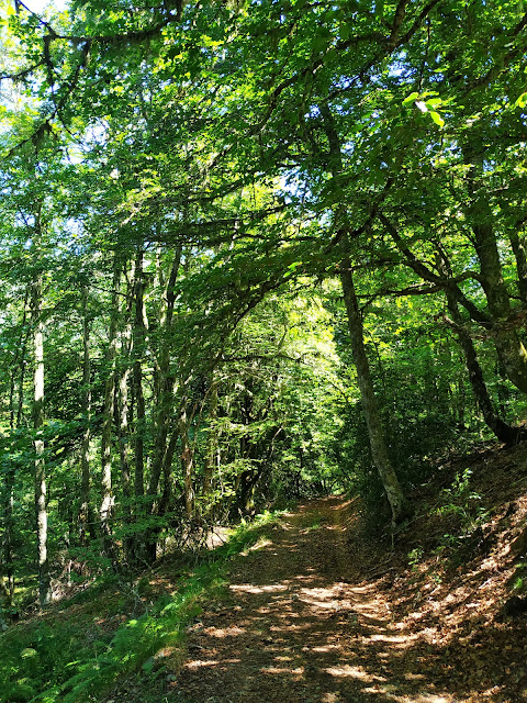 Bosque de Hermu (Hayedo del Monasterio de Hermo). ¡El mayor hayedo de Asturias!