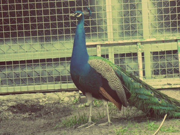 the peacock