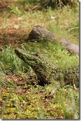 IMG_0421 copy