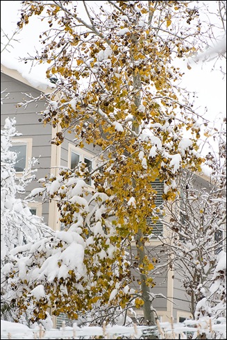 Snow20